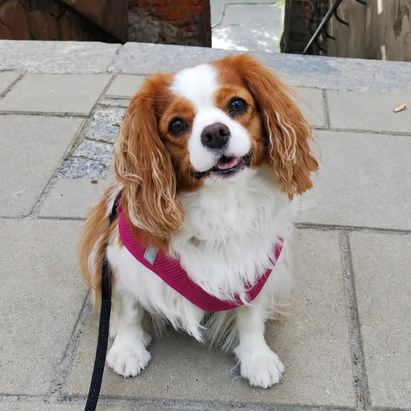Luna, cavalier king charles spaniel, dział ochrony Industricta